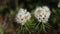 Ledum palustre. White swamp ledum flowers in summer in the Arctic