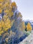 Lee Vining Yellow Aspen Leaves