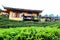 Lee Wine Lodging houses among the tea plantation on the hill slope at Ban Rak Thai Thai loving village, Mae Hong Son province, T