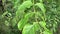 Leea indica (Girang, girang merah, Bandicoot Berry, Common Tree-Vine, Jolok-Jolok, Merbati Padang)
