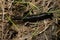 A leech in the grass. Close up.Macro mode. Black leech with a yellow stripe.Hirudinea