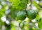 Leech lime or Bergamot