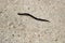 A leech swimming in sandy shallow water