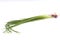 Leek Allium fistulosum, scallion, green onion, spring onion or  Bawang daun isolated