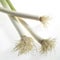 Leek, allium porrum, Vegetables against White Background