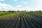 Leek farm field. Fresh green top leaves. Agroindustry. Farming, agriculture landscape. Growing vegetables outdoors on open ground