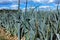 Leek field and the blue sky