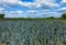 Leek field and the blue sky