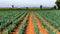 Leek field in early summer