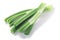 Leek  or green spring onion stem with bulb isolated w clipping paths, top view