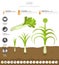 Leek onion beneficial features graphic template. Gardening, farming infographic, how it grows. Flat style design