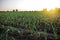 Leek onions farm field. Fresh green vegetation after watering. Agroindustry. Farming, agriculture landscape. Growing vegetables