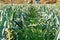 Leek Plantation on a Bright Sunny Day