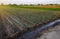 Leek plantation and irrigation canal. Fresh green vegetation on wet ground after watering. Growing vegetables outdoors on open