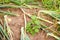 Leek plantation in the vegetation garden after drought in hot weather