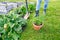 Leek in a pot and rhubarb in garden