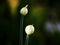 Leek seed capsules