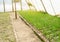 Leek seedling grows in greenhouse. Growing organic vegetables. Farming. Agriculture. Seeds. Farmland. Selective focus