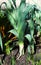 Leeks Growing in the Vegetable Garden