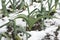 Leeks growing in winter snow