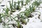 Leeks growing in winter snow
