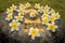 Leelawadee flowers on the buddha footprint