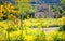 Lefkara church through yellow flowers,cyprus