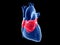 The left atrium