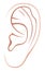 Left ear of man or woman. Line art Illustration. Isolated on a white background