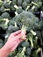 Left-hand picks broccoli from a tray that is sold in the market