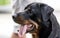 Left Head Shot of Rottweiler dog panting