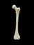 Left human femur bone, Anterior view, black background, 3d rendering