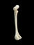 Left human femur bone, black background, 3d rendering