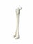 Left human femur bone, white background, 3d rendering