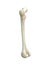 Left human femur bone, white background, 3d rendering