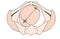 Left Occiput Anterior LOA Baby Fetal Position Pelvis - ROA Right