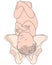 Left Occiput Posterior LOP Baby Fetal Position Pelvis  ROP Right