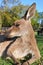 Left portrait about a resting kangaroo