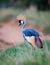 Left profile of the African crown crane in Samburu, Kenya