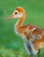 Left profile of fuzzy, very young sandhill crane also called a colt