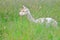 Left Profile Llama in Tall Grass