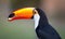 Left profile shot of toco toucan in the wilds of Pantanal