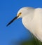 Left profile of Snowy white egret