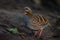 Left side of Arborophila rufogularis (rufous-throated partridge)