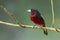 Left side of Black-and-Red Broadbill