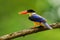 Left side close up of Black-capped Kingfisher