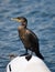 Left Side Profile of a Double-crested Cormorant