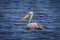 Left side of Spot-billed pelican(Pelecanus philippensis)