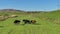 Left to right tracking shot of horses grazing on a pasture in South Africa