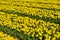 Left to right yellow and green dutch tulp field patern. Bright sunlight traditional holland tulp field from a farmer` s land.